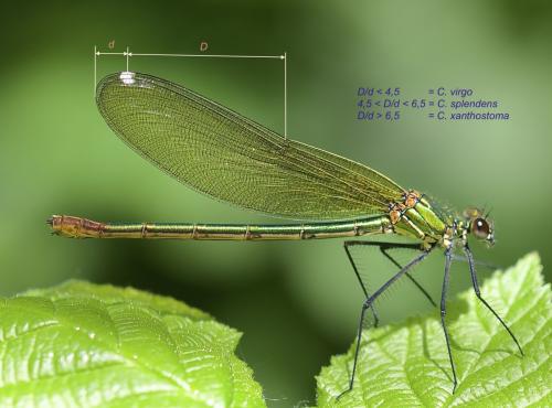 Calopteryx splendens